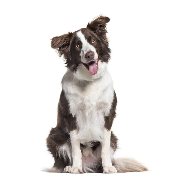 Kenar Kömür Ocağı Köpek Yaşında Beyaz Arka Planı Oturan — Stok fotoğraf