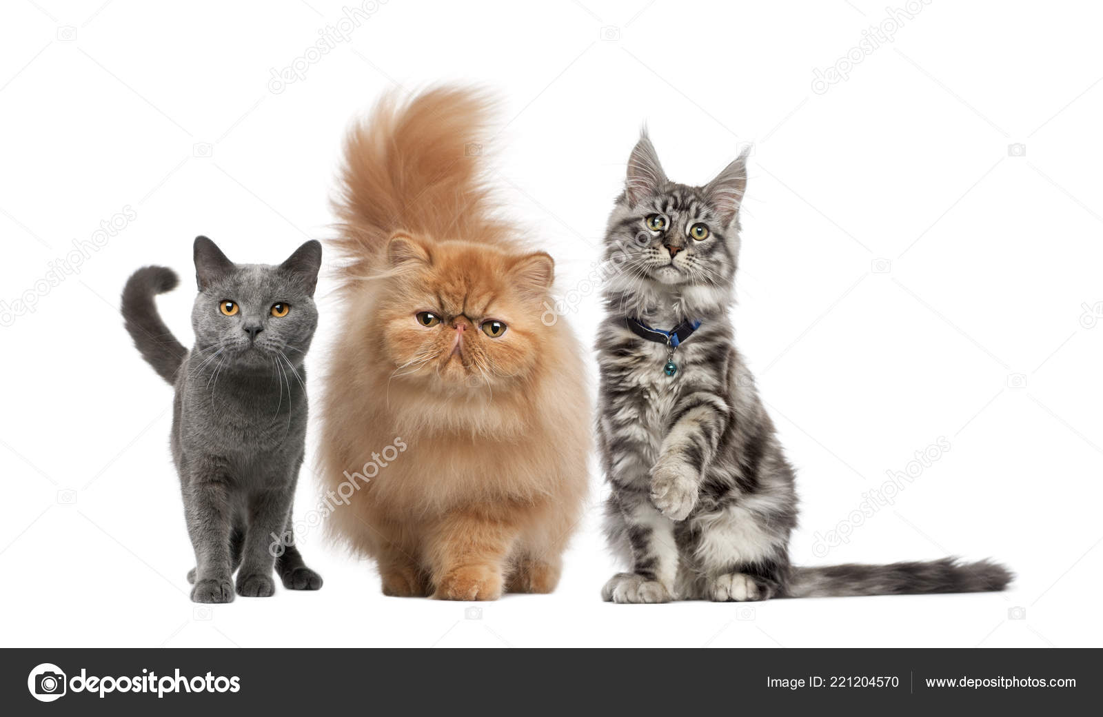 Maine Coon Persian Kitten Chartreux Cat Front White Background