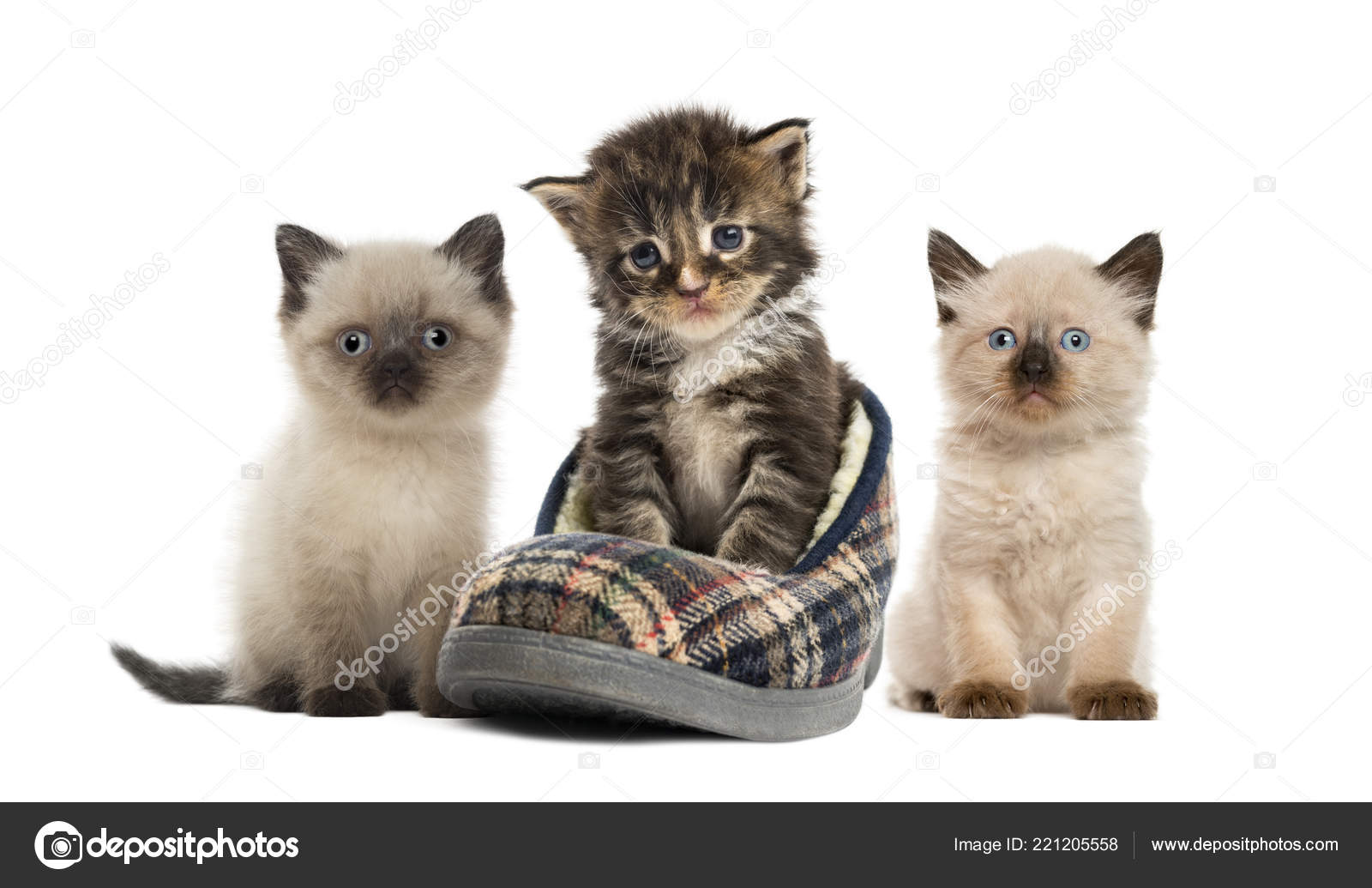 Maine Coon Kitten British Shorthair Kitten Front White Background