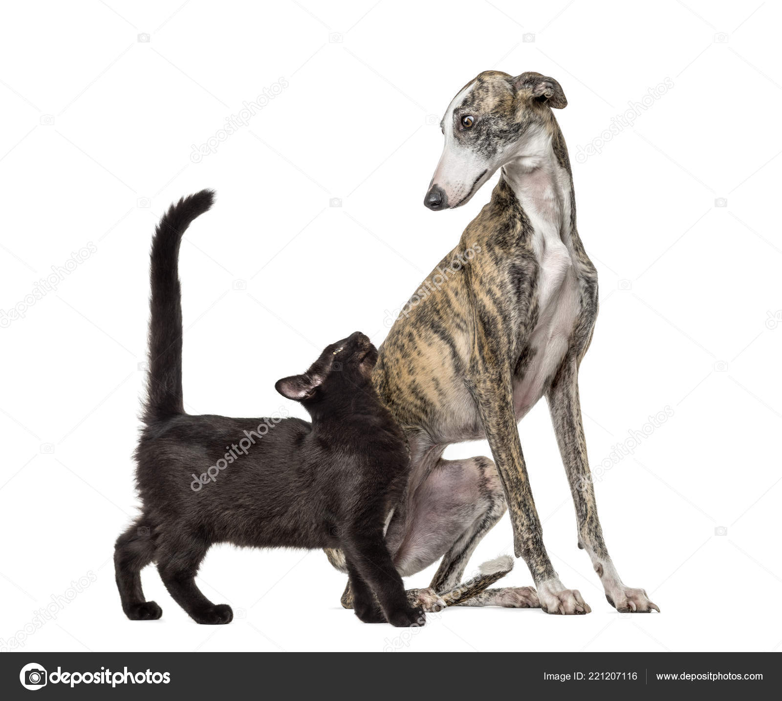 Statue de lévrier italien ou décoration murale pour chien – Rustica  Ornamentals, image size:1600x1434