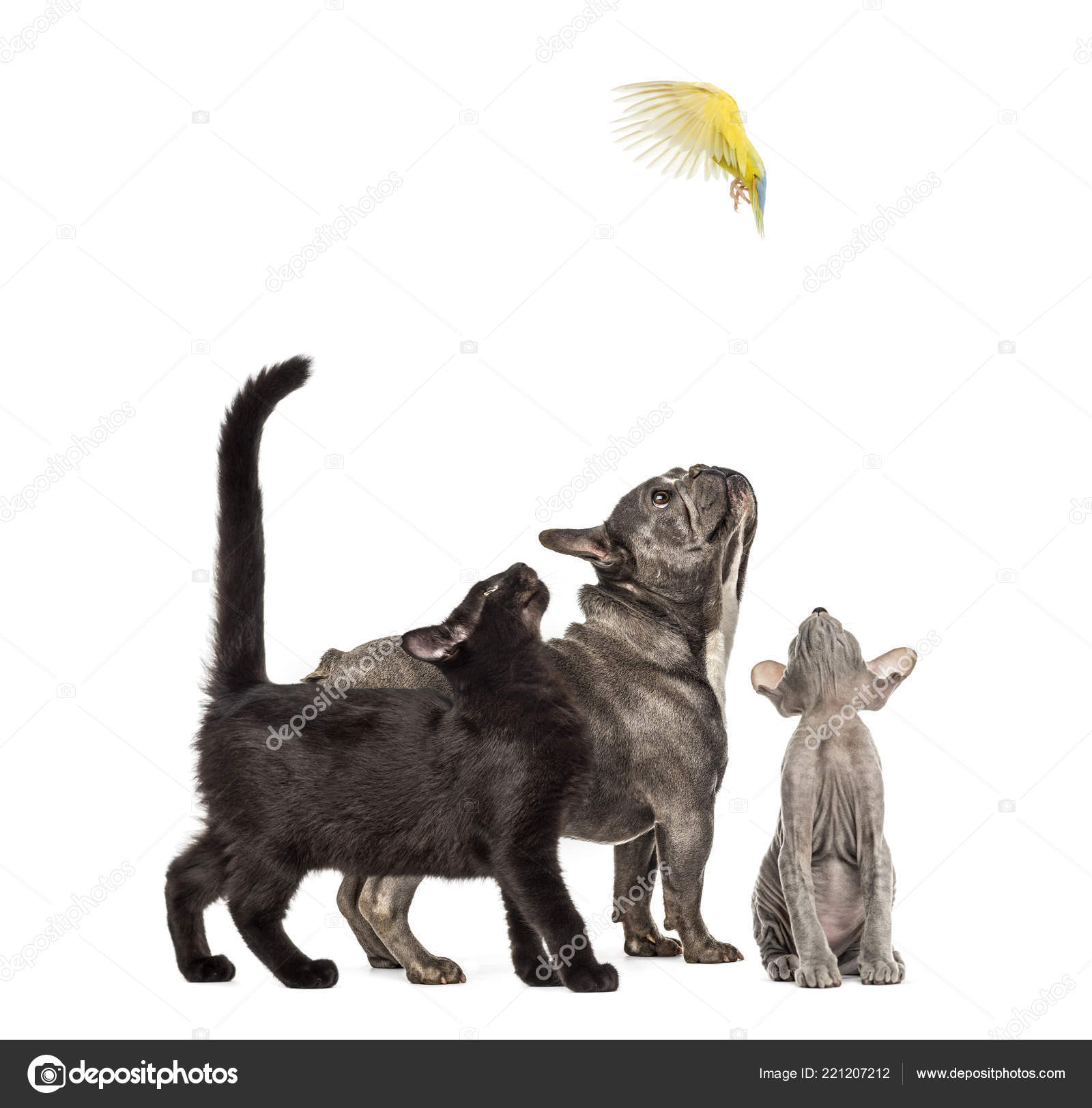 Race Chat Noir Peterbald Chatons Bouledogue Français