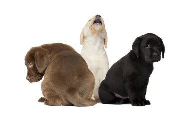 Labrador otururken, Labrador geri almak, beyaz arka plan önünde oturan köpek yavrusu köpek yavrusu