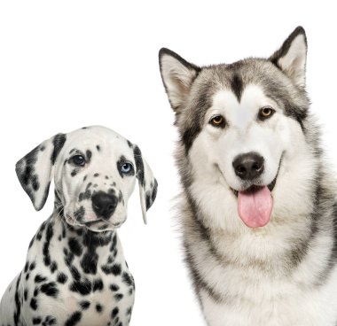Dalmaçyalı yavrusu, Alaskan Malamute, beyaz arka plan önünde