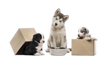 Alaskan Malamute köpek yavrusu, beyaz arka plan önünde azman kukla