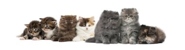 Highland straight and fold kittens, Maine coon kittens, Persian kittens, in front of white background clipart