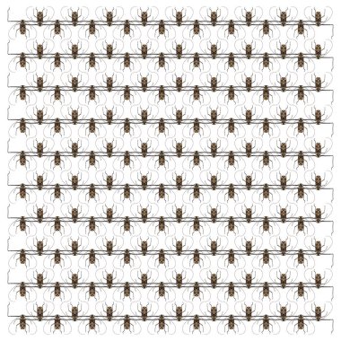 Palyaço beetle, Acrocinus longimanus, beyaz arka plan önünde yinelenen desen desen