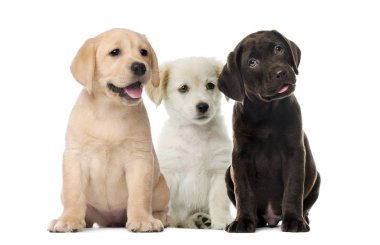 Köpekler, Labrador yavru, çikolata köpek yavrusu Labrador Retriever, beyaz arka plan önünde grupları
