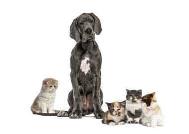 Danua oturma, egzotik stenografi kedi yavrusu, Avrupa stenografi kedi yavrusu, yayla düz yavru kedi, beyaz arka plan önünde