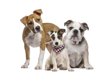 Amerikan Staffordshire Terrier köpek yavrusu, İngilizce Bulldog köpek yavrusu, beyaz arka plan önünde ekose desenli eşarp ile Jack Russell Terrier köpek yavrusu