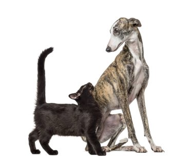 Siyah kedi, beyaz arka plan önünde ince galgo köpek ve karışık-breed