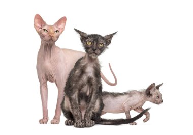 Sphynx cat with two Lykoi kittens, in front of white background clipart