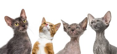 Zencefil karışık-breed kedi, Lykoi kedi, yavru kedi Lykoi kedi ve beyaz arka plan önünde Peterbald yavru kedi