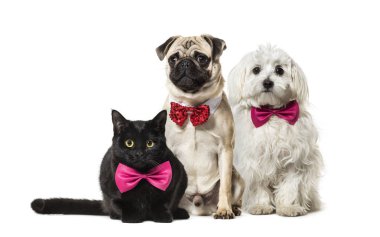 Karışık-breed kedi, beyaz arka plan önünde kırmızı papyon oturan, Malta köpek Pug