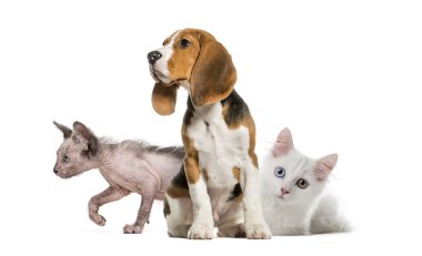 Genç otururken, Beagle beyaz yavru kedi, yavru kedi Lykoi kedi, beyaz arka plan önünde