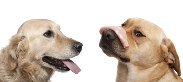 特写的拉布拉多猎犬 与香肠在他的鼻子 特写的拉布拉多猎犬 在前面的白色背景 — 图库照片