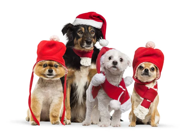 Border Collie Med Jul Mössa Och Halsduk Maltesiska Bär Santa — Stockfoto