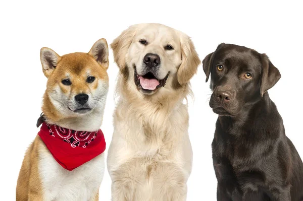 Labrador Shiba Inu Dragen Een Rode Sjaal Golden Retriever Voor — Stockfoto