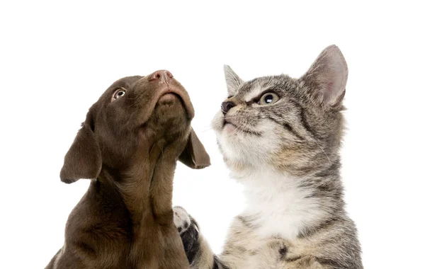 Cachorro Labrador Retriever Chocolate European Shorthair Gatito Delante Fondo Blanco — Foto de Stock