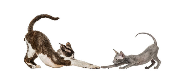 Devon rex, котенок Петербальд, на белом фоне
