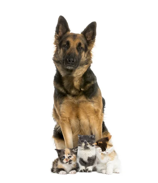 Schäferhund Sitzend Mit Exotischem Kurzhaarkätzchen Europäischem Kurzhaarkätzchen Hochlandkätzchen Vor Weißem — Stockfoto