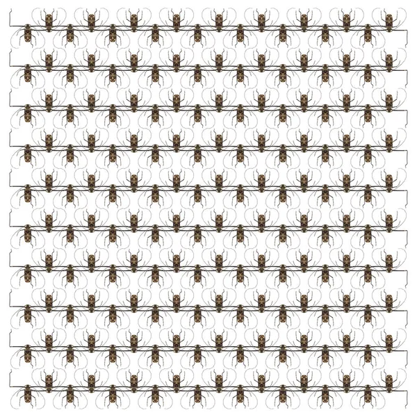 Harlequin beetle, Acrocinus longimanus, in pattern , in repeated pattern, in front of white background