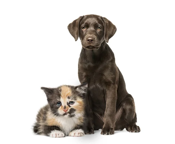 Otururken Beyaz Arka Plan Önünde Avrupa Stenografi Kedi Köpek Yavrusu — Stok fotoğraf