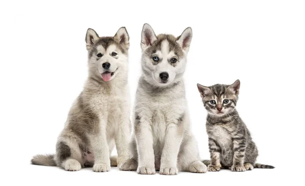 Grupper Hundar Siberian Husky Valp Alaskan Malamute Hundvalp Amerikansk Polydactyl — Stockfoto