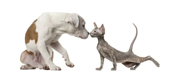 Amerikanischer Staffordshire Terrier Und Peterbald Kätzchen Vor Weißem Hintergrund — Stockfoto