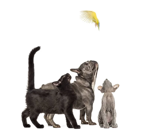 雑種の黒猫 Peterbald フランス ブルドッグ コザクラインコ飛んで コザクラインコ 白い背景の前に — ストック写真