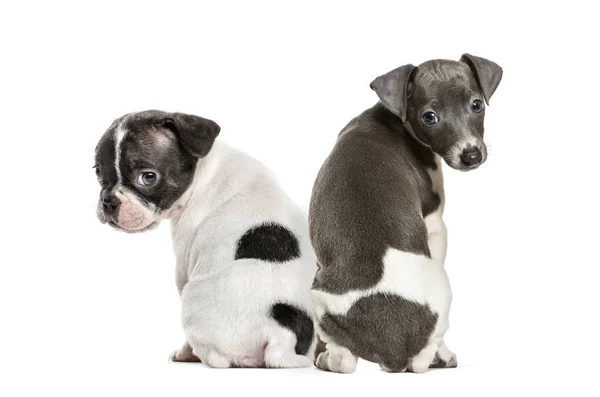 Boston Terrier Italienischer Windhund Welpe Vor Weißem Hintergrund — Stockfoto