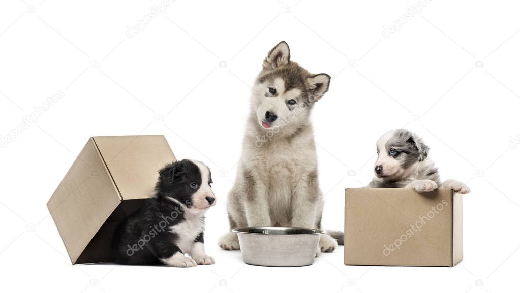 Alaskan Malamute puppy, Crossbreed puppies, in front of white background