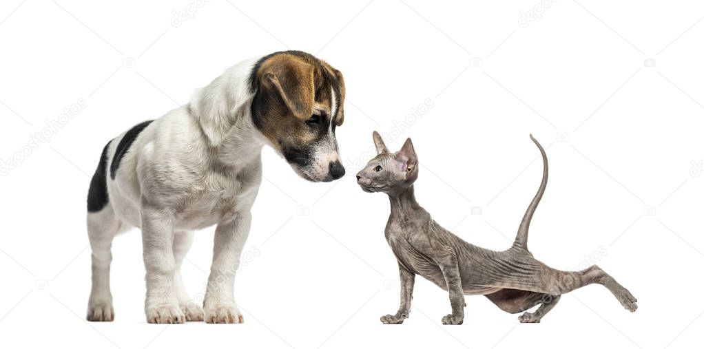 Puppy Jack Russell Terrier, Peterbald kitten, in front of white background