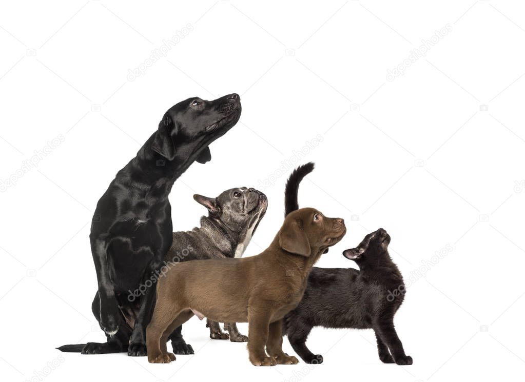 Groups of dogs, Labrador Retriever Puppy, Labrador Retriever, Mixed-breed black cat, French bulldog, in front of white background