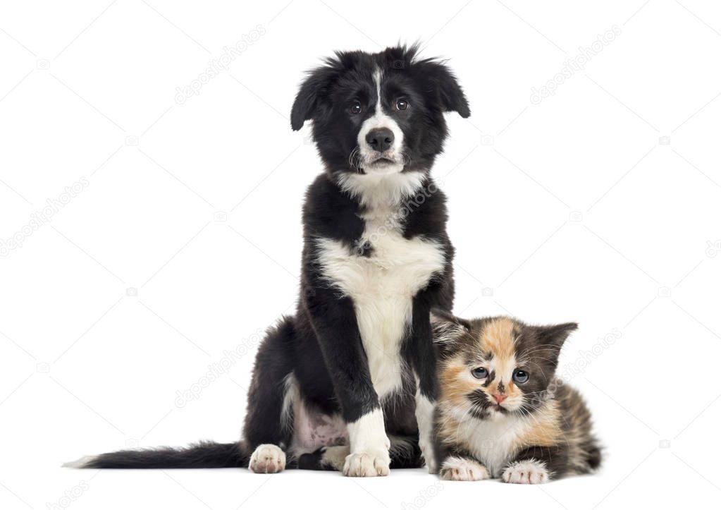 Puppy border collie and European Shorthair kitten, in front of white background