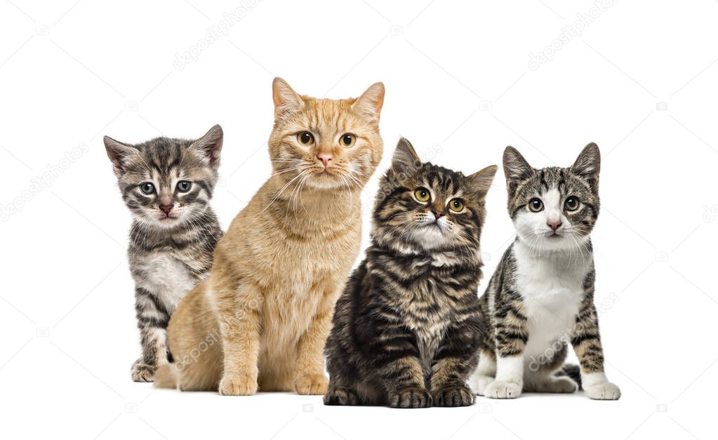 American Polydactyl kitten, European cat, kitten domestic cat, Striped mixed-breed kitten, in front of white background