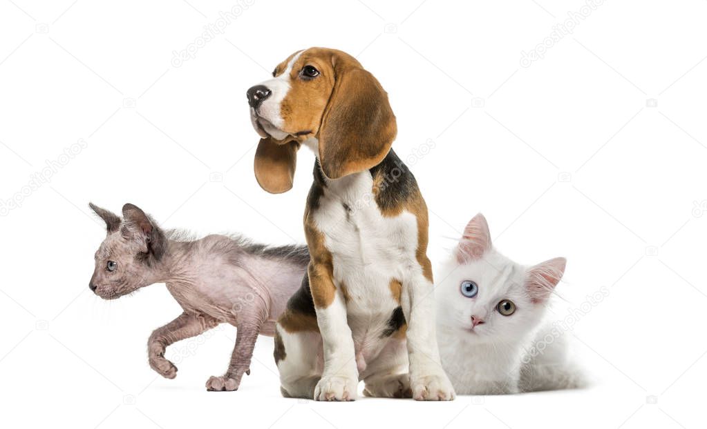 Young Beagle sitting, White kitten, Kitten Lykoi cat, in front of white background