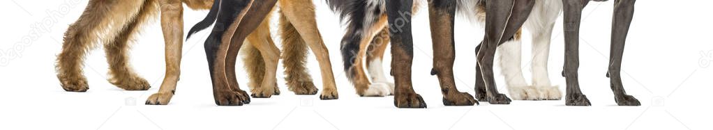 dog paws, in front of white background