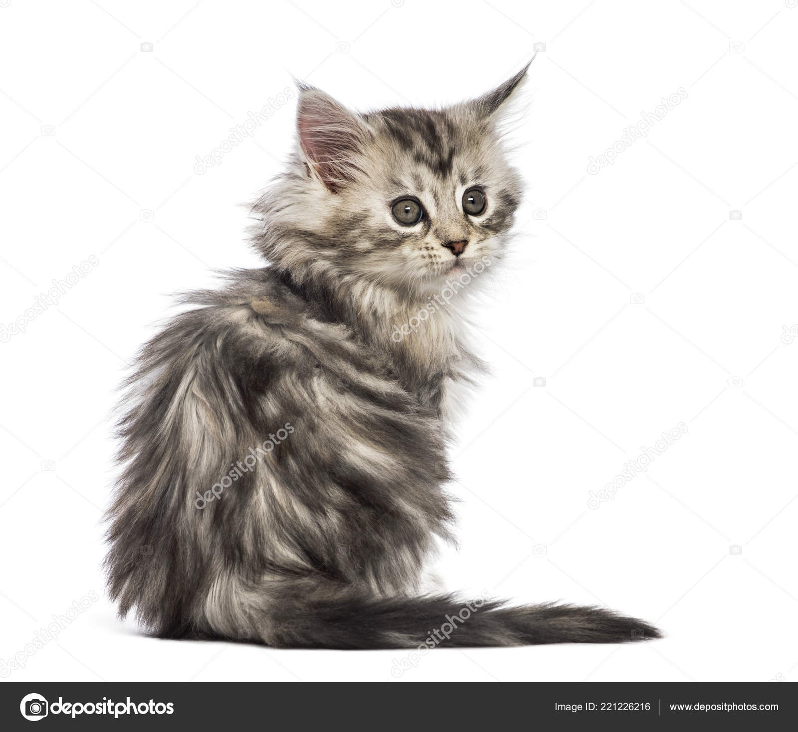 Maine Coon Kitten Weeks Old Front White Background Stock