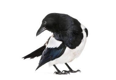 Ortak Magpie, pika pika, beyaz arka plan önünde