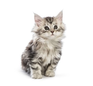 Maine coon yavru kedi, beyaz arka plan önünde 8 haftalık