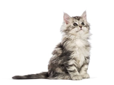 Maine coon yavru kedi, beyaz arka plan önünde 8 haftalık