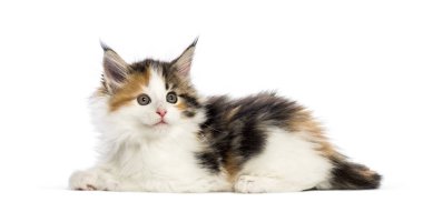 Maine coon yavru kedi, beyaz arka plan önünde 8 haftalık