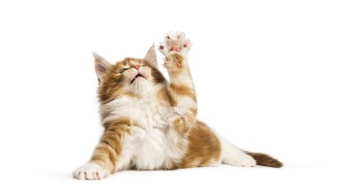 Beyaz arka plan önünde uzanarak Maine coon kedi yavrusu, 8 hafta yaşlı,