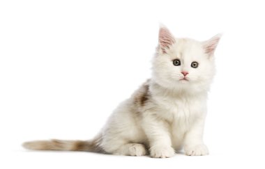 Maine coon yavru kedi, beyaz arka plan önünde 8 haftalık