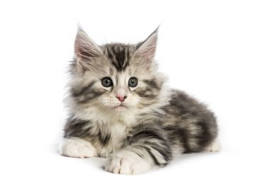 Maine coon yavru kedi, beyaz arka plan önünde 8 haftalık