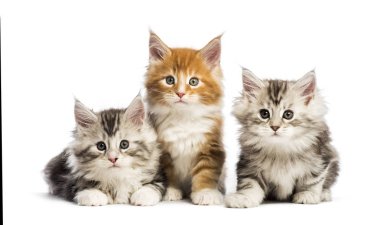 Birlikte, beyaz arka plan önünde yalan Maine coon yavru kedi, 8 hafta yaşlı,