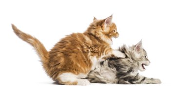 Maine coon yavru kedi, 8 hafta yaşlı, birlikte, beyaz arka plan önünde mücadele oynamak
