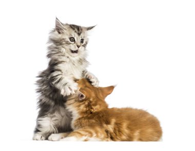 Maine coon yavru kedi, 8 hafta yaşlı, birlikte, beyaz arka plan önünde mücadele oynamak