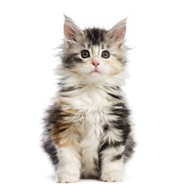Maine coon yavru kedi, beyaz arka plan önünde 8 haftalık