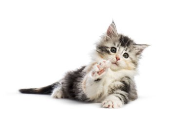 Ayak, beyaz arka plan önünde ile ulaşan Maine coon kedi yavrusu, 8 hafta yaşlı,